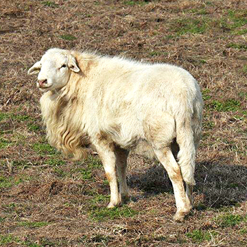 Bramblett Katahdins - herd sire - Heza Wild One