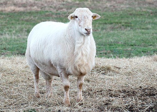 Rams – Bramblett Katahdins – KDJ 1526 Heza Wild One – hairless sheep